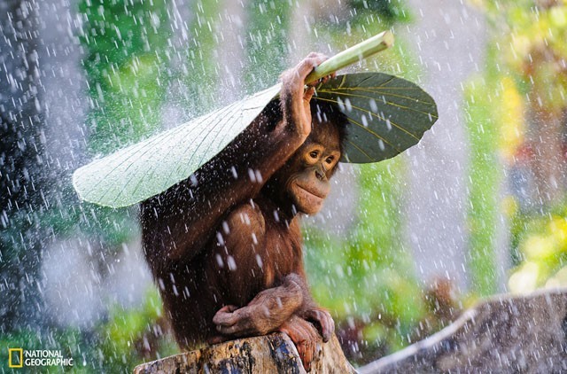 13 tác phẩm xuất sắc của cuộc thi ảnh National Geographic 2015