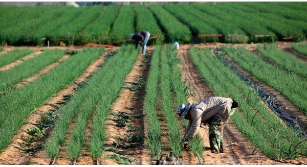 Israel: sa mạc có thể là đất canh tác nông nghiệp và thủy sản