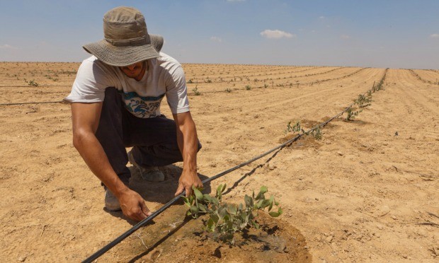 Israel: sa mạc có thể là đất canh tác nông nghiệp và thủy sản