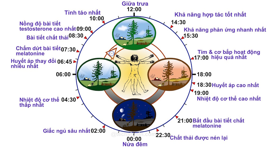 Hiểu hoạt động của cơ thể trong 24 giờ, bạn sẽ rút ra một chế độ ăn uống và ngủ nghỉ hợp lý