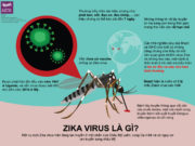 Virus Zika vào Việt Nam, phụ nữ mang thai nên làm gì?