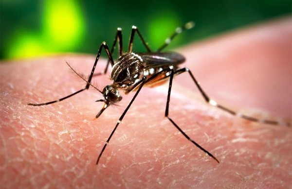 Virus Zika vào Việt Nam, phụ nữ mang thai nên làm gì?